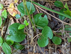 Pyrola americana