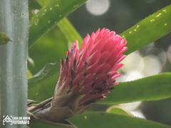 Quesnelia quesneliana