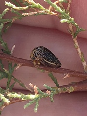 Stictopelta marmorata