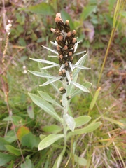 Omalotheca norvegica