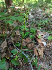 Pyrola americana