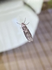 Lepidoscia heliochares