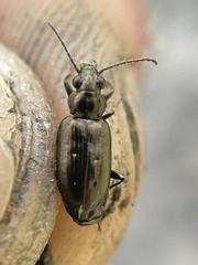 Bembidion bifossulatum