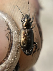 Bembidion bifossulatum