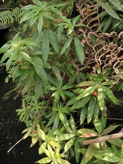 Rhododendron championiae