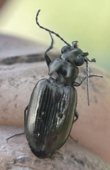 Bembidion bifossulatum