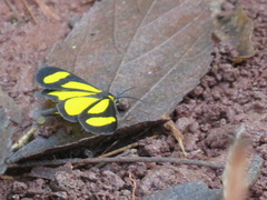 Cyllopodini