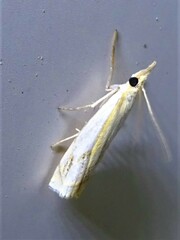 Crambus agitatellus