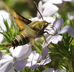 Proserpinus clarkiae