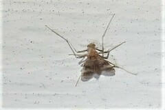 Psectrotanypus dyari