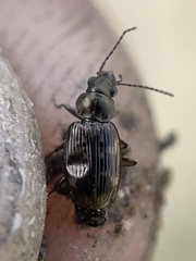 Bembidion semipunctatum