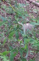 Leptophis diplotropis