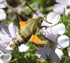 Proserpinus clarkiae