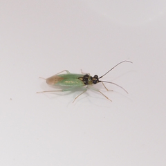 Cyrtorhinus lividipennis