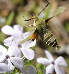 Proserpinus clarkiae