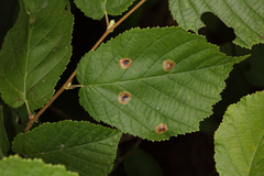 Cameraria corylisella