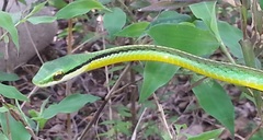 Leptophis diplotropis