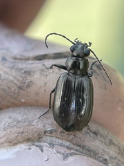 Bembidion bifossulatum