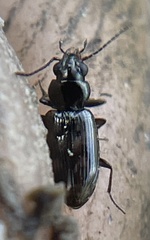 Bembidion semipunctatum