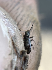 Bembidion semipunctatum