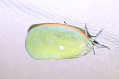 Flatida marginella