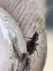 Bembidion semipunctatum