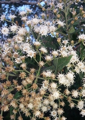 Cabobanthus polysphaerus