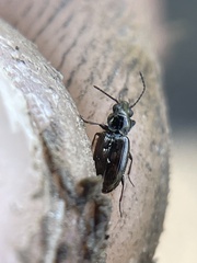 Bembidion semipunctatum