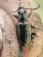 Bembidion bifossulatum
