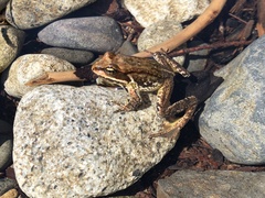 Rana cascadae