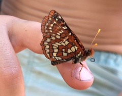 Euphydryas colon