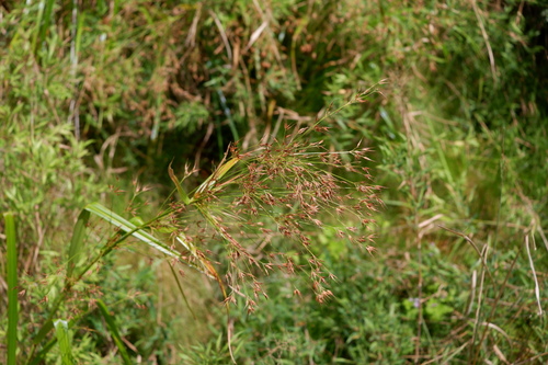 shortbristle horned beaksedge (Rhynchospora corniculata)