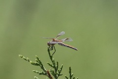 Sympetrum semicinctum