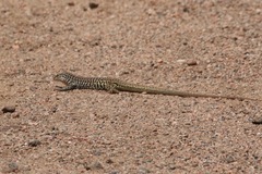 Aspidoscelis tesselatus