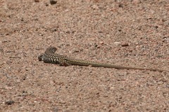 Aspidoscelis tesselatus