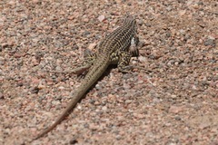 Aspidoscelis tesselatus