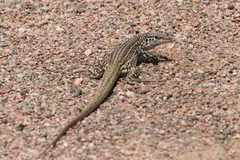 Aspidoscelis tesselatus