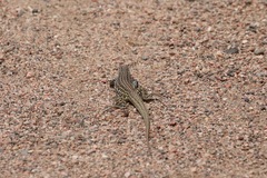 Aspidoscelis tesselatus