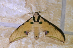 Ambulyx ochracea