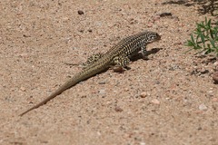 Aspidoscelis tesselatus