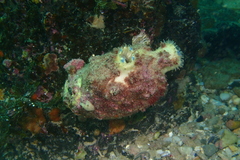 Halocynthia dumosa
