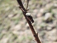 Pantomorus albosignatus