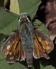 Hesperia juba