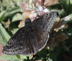 Erynnis persius