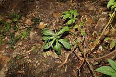 Gynura drymophila