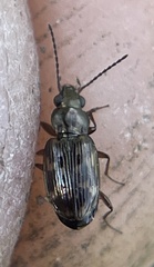 Bembidion semipunctatum