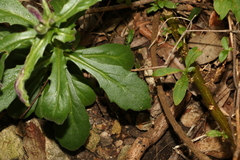 Gynura drymophila