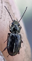 Bembidion semipunctatum