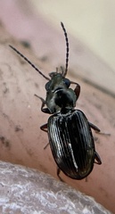 Bembidion semipunctatum
