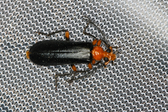 Neopyrochroa